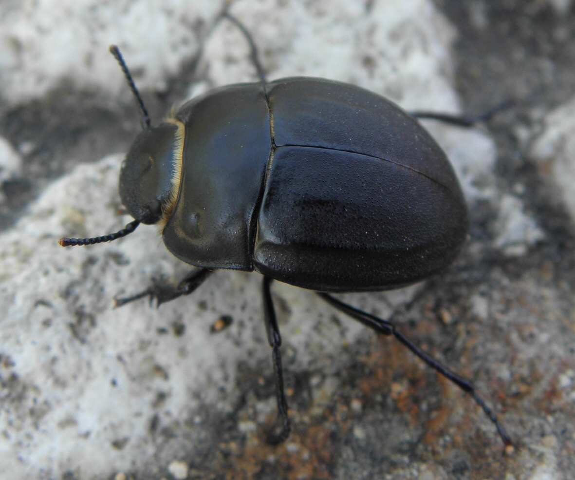 Tenebrionidae - Erodius di Sicilia